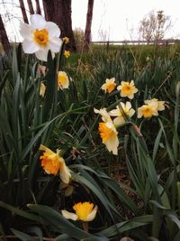 Close-up of yellow daffodil flowers on field