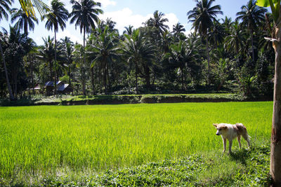 Sheep grazing on field