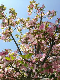 Low angle view of pink flowers blooming on tree