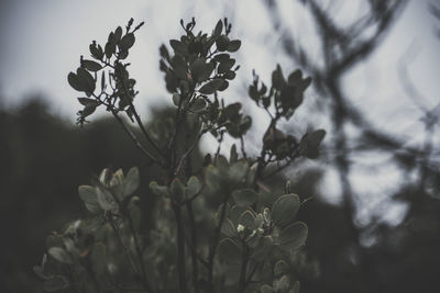 Close-up of flowering plant on field