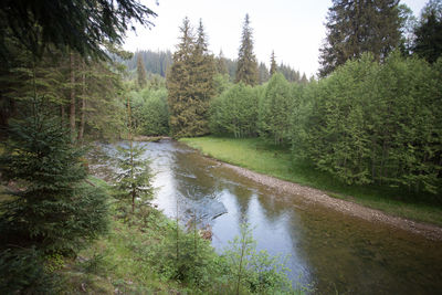 Scenic view of green landscape and forest