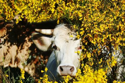 Portrait of cow on field