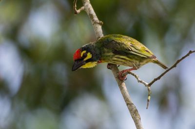 Close-up of bird perching on branch