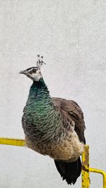 Close-up of a bird perching on wall