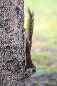 Close-up of squirrel on tree trunk