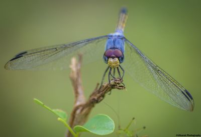 Close-up of damselfly on leaf