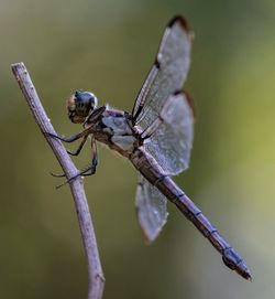 Close-up of dragonfly on twig