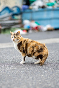 Side view of a cat on the road