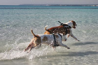 Men playing with dog at beach against sky