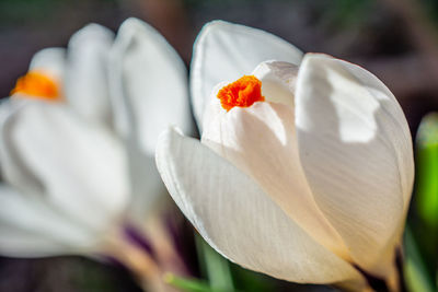 Close-up of white crocus