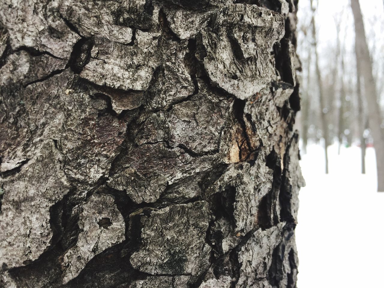 tree, nature, no people, textured, outdoors, close-up, day, beauty in nature, sky