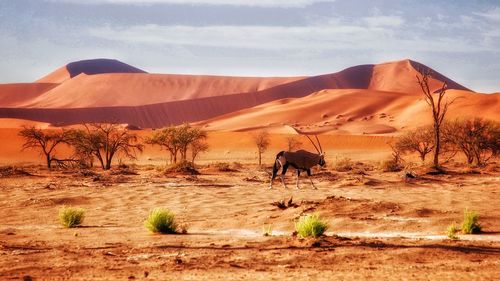 Horses in a desert