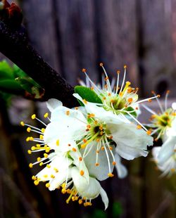 Close-up of white flower