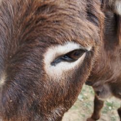 Close-up portrait of horse