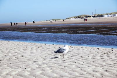 Seagulls on beach