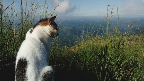 Close-up of dog sitting on grass by sea against sky