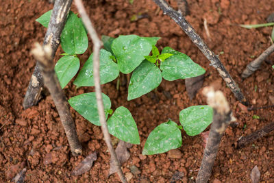 High angle view of green plant growing on field