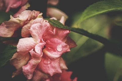 Close-up of pink flowers