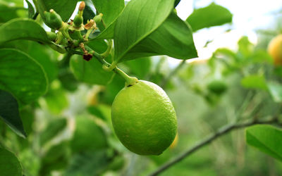 Close-up of fruit growing on tree