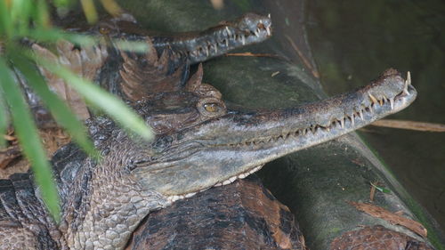 Close-up of crocodile on tree trunk