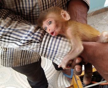 Low section of man holding infant monkey