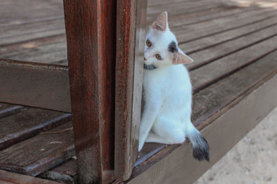 High angle view of cat sitting on wood