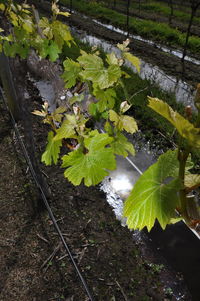High angle view of leaves floating on water