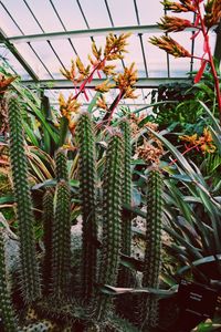 Close-up of succulent plant