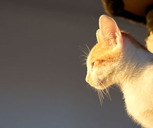 Close-up of cat against white background