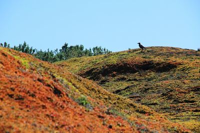 Scenic view of grassy hills against sky