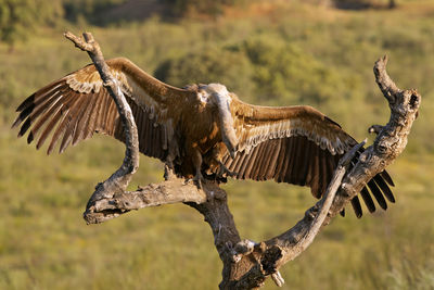 Close-up of a bird flying