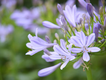 Close-up of purple flowering plants