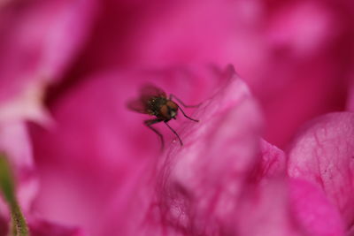 Close-up of insect on pink flower