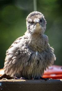 Close-up of owl perching