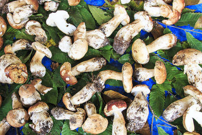 Directly above shot of edible mushrooms at market for sale