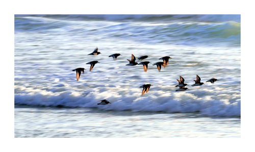Birds in water against sky