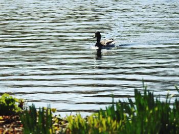 Ducks swimming in lake