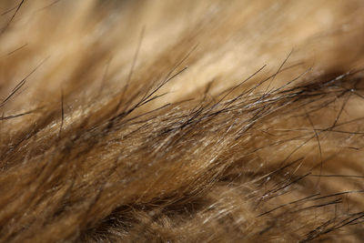 Artificial brown winter jacket hairs close up background stock photography high quality big size