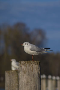 Seagull perching on wooden post against sky