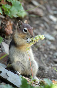 Close-up of squirrel eating food