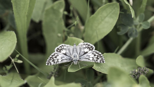 Close-up of flower