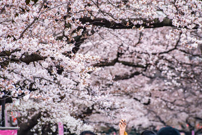 Close-up of cherry blossom tree