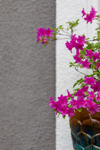 Close-up of pink flowering plant against wall