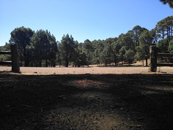 Trees on field against clear sky