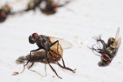 Close-up of insect