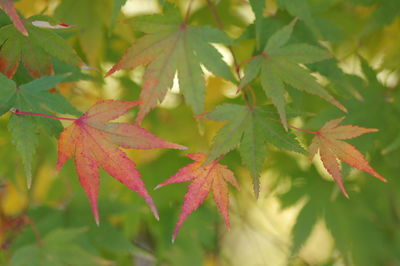 Close-up of maple leaves on branch