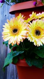 Close-up of sunflower