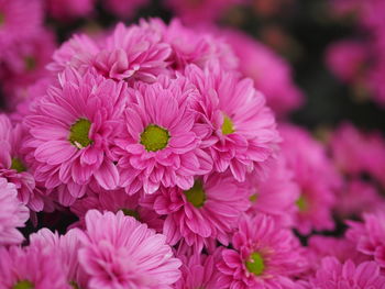 Close-up of pink flowering plants