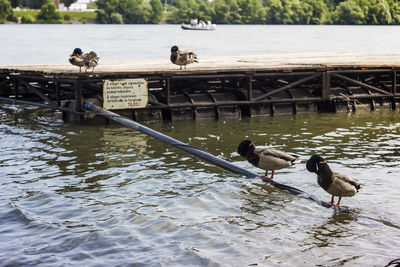 Swans swimming on lake