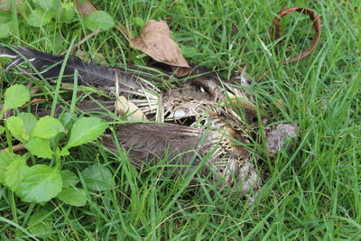 High angle view of bird on field